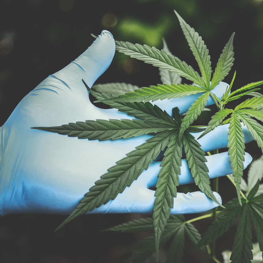 CBD THC Unterschiede